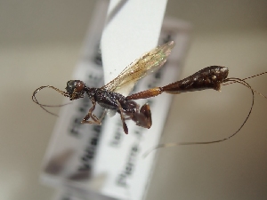  ( - TR-BC0217)  @11 [ ] Copyright (2022) Thibault Ramage Research Collection of Thibault Ramage