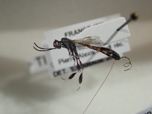  ( - TR-BC0223)  @11 [ ] Copyright (2022) Thibault Ramage Research Collection of Thibault Ramage