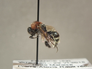  ( - TR-BC0244)  @11 [ ] Copyright (2022) Thibault Ramage Research Collection of Thibault Ramage