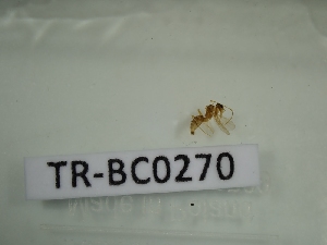  ( - TR-BC0270)  @11 [ ] Copyright (2022) Thibault Ramage Research Collection of Thibault Ramage