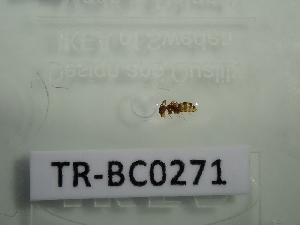  ( - TR-BC0271)  @11 [ ] Copyright (2022) Thibault Ramage Research Collection of Thibault Ramage
