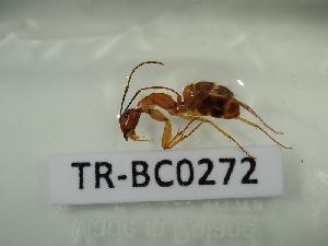  (Camponotus conspicuus sharpi - TR-BC0272)  @11 [ ] Copyright (2022) Thibault Ramage Research Collection of Thibault Ramage