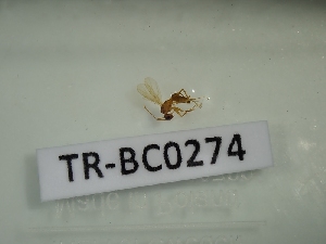  ( - TR-BC0274)  @11 [ ] Copyright (2022) Thibault Ramage Research Collection of Thibault Ramage
