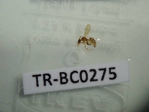  ( - TR-BC0275)  @11 [ ] Copyright (2022) Thibault Ramage Research Collection of Thibault Ramage