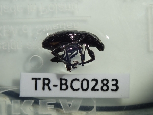  (Rhyncogonus tenebrosus - TR-BC0283)  @11 [ ] Copyright (2022) Thibault Ramage Research Collection of Thibault Ramage