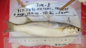 ( - TTVT_P1)  @11 [ ] CreativeCommons - Attribution Non-Commercial Share-Alike (2015) Tran Thi Viet Thanh Vietnam National Museum of Nature