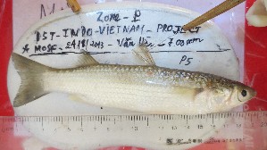  ( - TTVT_P5)  @11 [ ] CreativeCommons - Attribution Non-Commercial Share-Alike (2015) Tran Thi Viet Thanh Vietnam National Museum of Nature