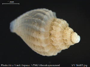  (Curtitoma trevelliana - NTNU-VM-77443)  @11 [ ] Creative Commons  Attribution Non-Commercial Share-Alike (2019) NTNU University Museum, Department of Natural History NTNU University Museum, Department of Natural History