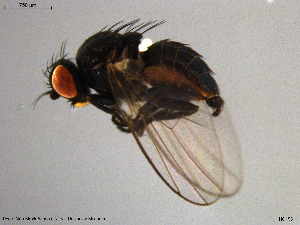  ( - NO158)  @11 [ ] Creative Commons  Attribution Non-Commercial Share-Alike (2021) NTNU University Museum, Department of Natural History NTNU University Museum, Department of Natural History