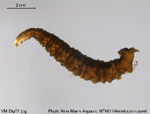  ( - VM-Dip01)  @13 [ ] Creative Commons  Attribution Non-Commercial Share-Alike (2016) NTNU University Museum, Department of Natural History NTNU University Museum, Department of Natural History