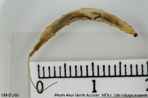  ( - VM-Dip03)  @12 [ ] Creative Commons  Attribution Non-Commercial Share-Alike (2016) NTNU University Museum, Department of Natural History NTNU University Museum, Department of Natural History