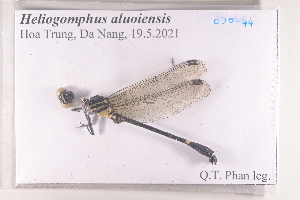  (Heliogomphus aluoiensis - ODO-44)  @11 [ ] Copyright (2024) Unspecified University of Science, Vietnam National University, Hanoi