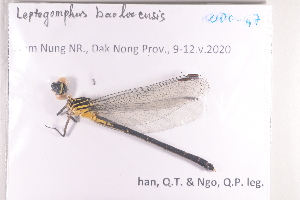  (Leptogomphus baolocensis - ODO-47)  @11 [ ] Copyright (2024) Unspecified University of Science, Vietnam National University, Hanoi