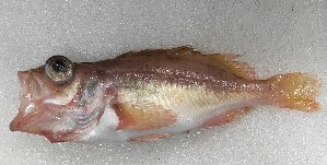  ( - VIV0029.06.1)  @11 [ ] NRR (2023) Dmitriy Artemenkov Russian Federal Research Institute of Fisheries and Oceanography