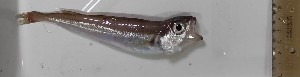  ( - VIV0033.06.1)  @11 [ ] NRR (2023) Dmitriy Artemenkov Russian Federal Research Institute of Fisheries and Oceanography