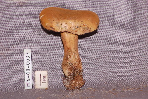  (Tylopilus sp - TRTC157237)  @11 [ ] CreativeCommons - Attribution Non-Commercial Share-Alike (2010) Mycology Division, Royal Ontario Museum Royal Ontario Museum