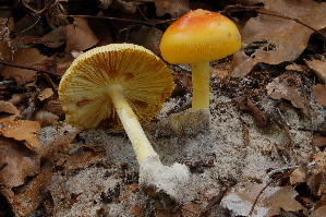  (Amanita aff. hemibapha - TRTC157250)  @11 [ ] CreativeCommons - Attribution Non-Commercial Share-Alike (2010) Mycology Division, Royal Ontario Museum Royal Ontario Museum