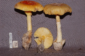  ( - TRTC157250)  @11 [ ] CreativeCommons - Attribution Non-Commercial Share-Alike (2010) Mycology Division, Royal Ontario Museum Royal Ontario Museum