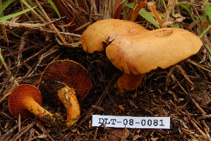  (Chalciporus aff. piperatus - TRTC157156)  @11 [ ] CreativeCommons - Attribution Non-Commercial Share-Alike (2010) Mycology Division, Royal Ontario Museum Royal Ontario Museum