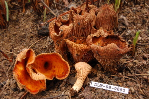  (Gomphus aff. floccosus - TRTC157166)  @11 [ ] CreativeCommons - Attribution Non-Commercial Share-Alike (2010) Mycology Division, Royal Ontario Museum Royal Ontario Museum