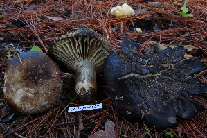  (Russula aff. nigricans - TRTC157172)  @11 [ ] CreativeCommons - Attribution Non-Commercial Share-Alike (2010) Mycology Division, Royal Ontario Museum Royal Ontario Museum