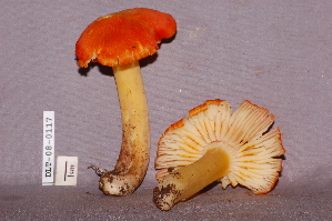  ( - TRTC157191)  @11 [ ] CreativeCommons - Attribution Non-Commercial Share-Alike (2010) Mycology Division, Royal Ontario Museum Royal Ontario Museum