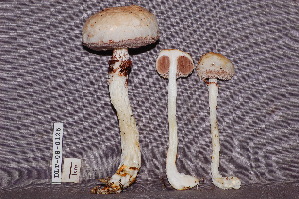  (Austroboletus cf. niveus - TRTC157200)  @11 [ ] CreativeCommons - Attribution Non-Commercial Share-Alike (2010) Mycology Division, Royal Ontario Museum Royal Ontario Museum