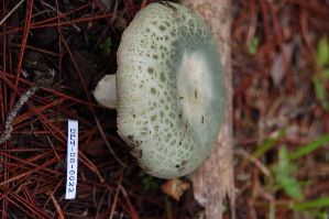  (Russula aff. virescens - TRTC161141)  @11 [ ] CreativeCommons - Attribution Non-Commercial Share-Alike (2010) Mycology Division, Royal Ontario Museum Royal Ontario Museum