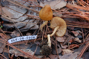  ( - TRTC161143)  @11 [ ] CreativeCommons - Attribution Non-Commercial Share-Alike (2010) Mycology Division, Royal Ontario Museum Royal Ontario Museum