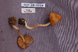  ( - TRTC161143)  @11 [ ] CreativeCommons - Attribution Non-Commercial Share-Alike (2010) Mycology Division, Royal Ontario Museum Royal Ontario Museum
