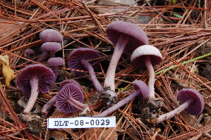  (Laccaria aff. amethystina - TRTC161148)  @11 [ ] CreativeCommons - Attribution Non-Commercial Share-Alike (2010) Mycology Division, Royal Ontario Museum Royal Ontario Museum