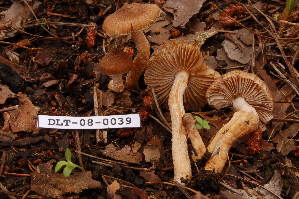  ( - TRTC161158)  @11 [ ] CreativeCommons - Attribution Non-Commercial Share-Alike (2010) Mycology Division, Royal Ontario Museum Royal Ontario Museum
