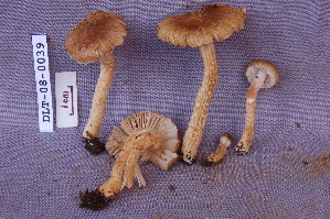  ( - TRTC161158)  @11 [ ] CreativeCommons - Attribution Non-Commercial Share-Alike (2010) Mycology Division, Royal Ontario Museum Royal Ontario Museum