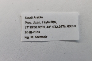  ( - 24GEN006)  @11 [ ] Copyright (2024) Michael Seizmair Unspecified
