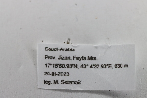  ( - 24GEN007)  @11 [ ] Copyright (2024) Michael Seizmair Unspecified