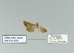  (Aeschremon belutschistanalis - HA-Pyr-028)  @11 [ ] Copyright (2023) Hayk Mirzayans Insect Museum HMIM