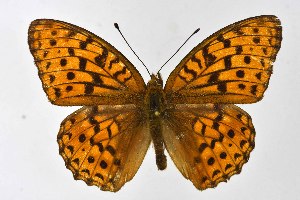  ( - DNAwthArgynnis034)  @11 [ ] Copyright (2025) Wolfgang ten Hagen Unspecified