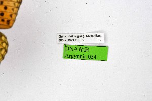  ( - DNAwthArgynnis034)  @11 [ ] Copyright (2025) Wolfgang ten Hagen Unspecified