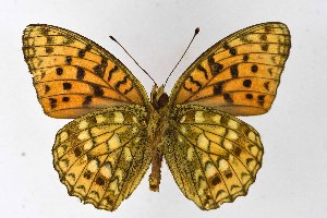  ( - DNAwthArgynnis034)  @11 [ ] Copyright (2025) Wolfgang ten Hagen Unspecified