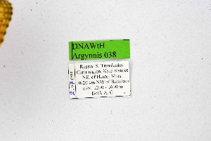  ( - DNAwthArgynnis038)  @11 [ ] Copyright (2025) Wolfgang ten Hagen Unspecified