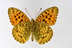  ( - DNAwthArgynnis038)  @11 [ ] Copyright (2025) Wolfgang ten Hagen Unspecified