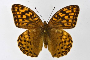  ( - DNAwthArgynnis047)  @11 [ ] Copyright (2025) Wolfgang ten Hagen Unspecified