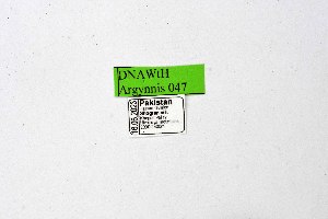  ( - DNAwthArgynnis047)  @11 [ ] Copyright (2025) Wolfgang ten Hagen Unspecified
