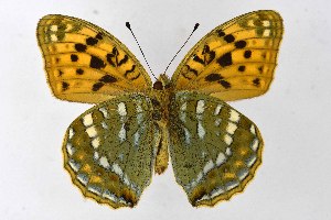  ( - DNAwthArgynnis047)  @11 [ ] Copyright (2025) Wolfgang ten Hagen Unspecified