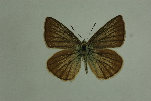  (Polyommatus antidolus - DNAwthlyc 016)  @13 [ ] Copyright (2007) Vazrick Nazari University of Guelph