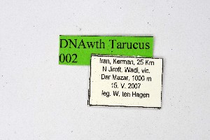  ( - DNAwthTarucus002)  @11 [ ] copyright (2023) Wolfgang tenHagen Unspecified