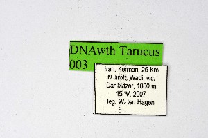 ( - DNAwthTarucus003)  @11 [ ] copyright (2023) Wolfgang tenHagen Unspecified