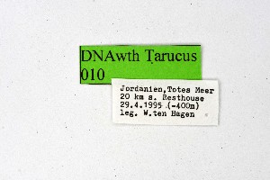  ( - DNAwthTarucus010)  @11 [ ] copyright (2023) Wolfgang tenHagen Unspecified