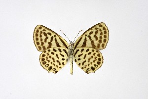 ( - DNAwthTarucus012)  @11 [ ] copyright (2023) Wolfgang tenHagen Unspecified
