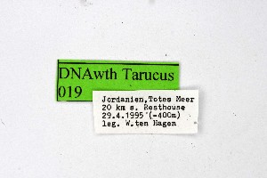  ( - DNAwthTarucus019)  @11 [ ] copyright (2023) Wolfgang tenHagen Unspecified
